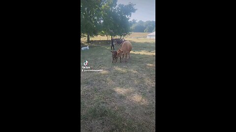 Momma cow and baby bull calf.