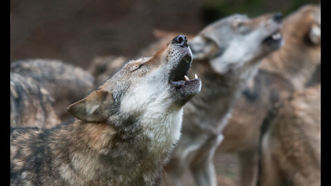 POLICE DOG ATTACKED BY PACK OF STRAY DOGS