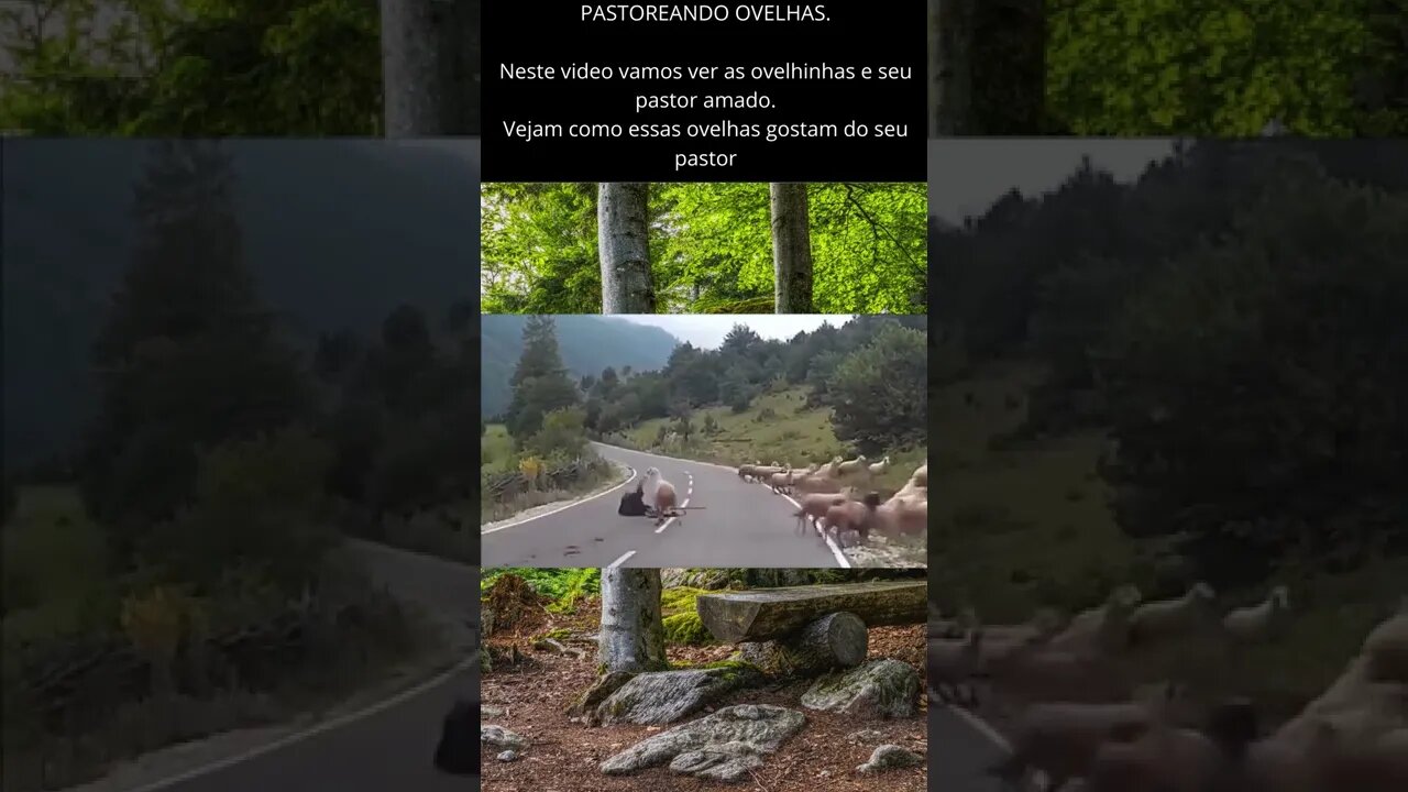 Lindo amor das ovelhas pelo pastor