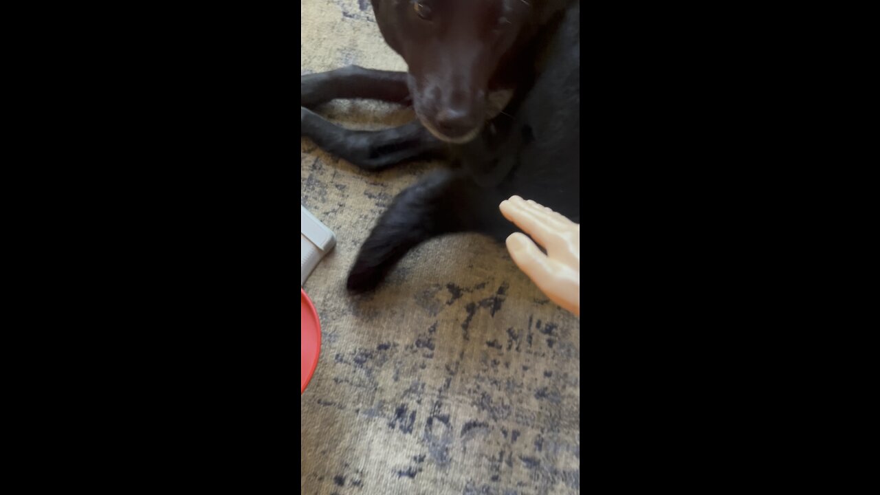 Wednesday whiskers with SPH featuring Sally Salad bowl. #dog #tinyhands #blondie #funny #tailwag