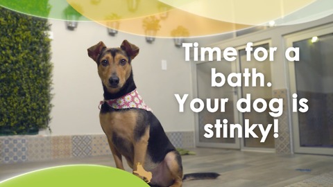 Time for a bath. Your dog is stinky!