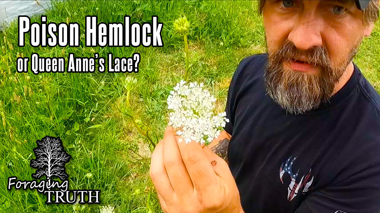 Poison Hemlock OR Wild Carrot aka Queen Anne's Lace | Can you tell the difference?