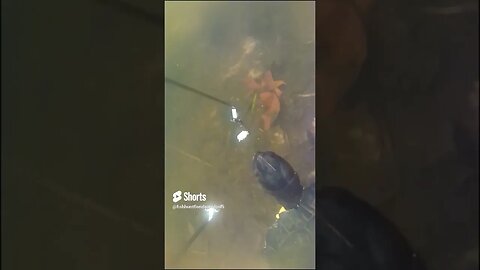 Bread Attracts Turtle