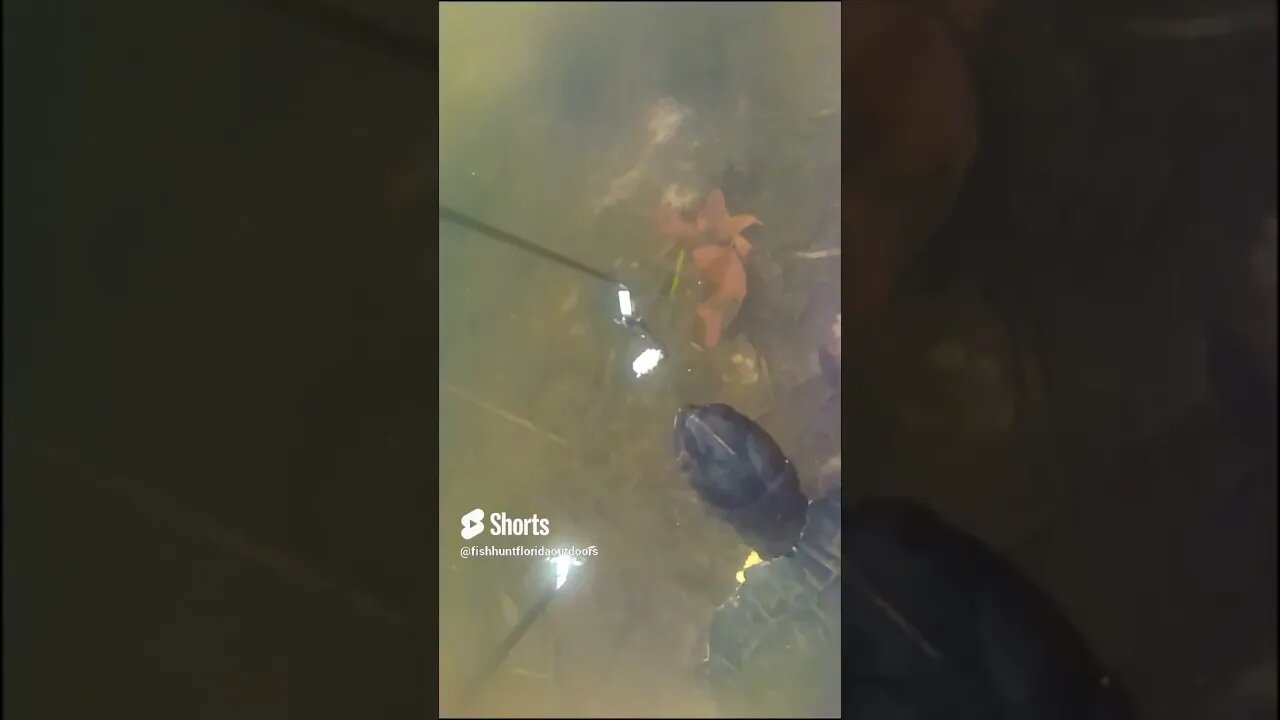 Bread Attracts Turtle