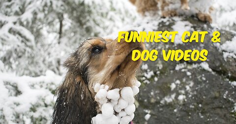 Funniest Animals Ever!! | Funny Casts & Dogs! 😂