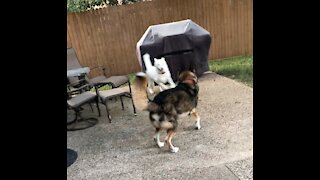 Riley the white husky takes a swim while playing with his brother!