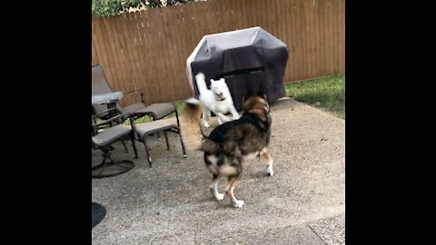 Riley the white husky takes a swim while playing with his brother!