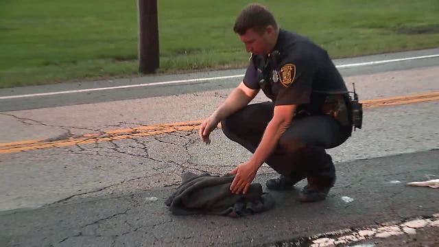 VIDEO: Not all heroes wear capes: Berea police rescue an injured owl hit by a car