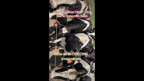 HANGING WITH THE COWS 🐄 🐮