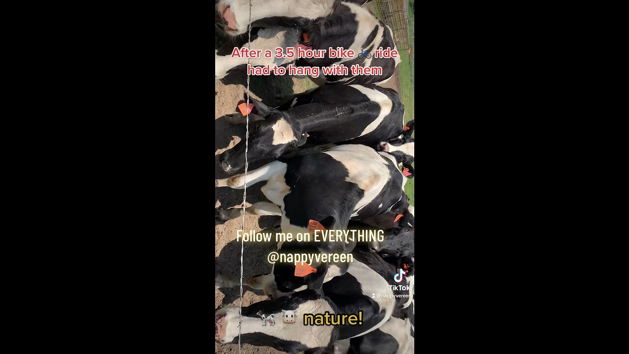 HANGING WITH THE COWS 🐄 🐮