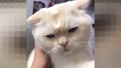 Cat collection 😺😹