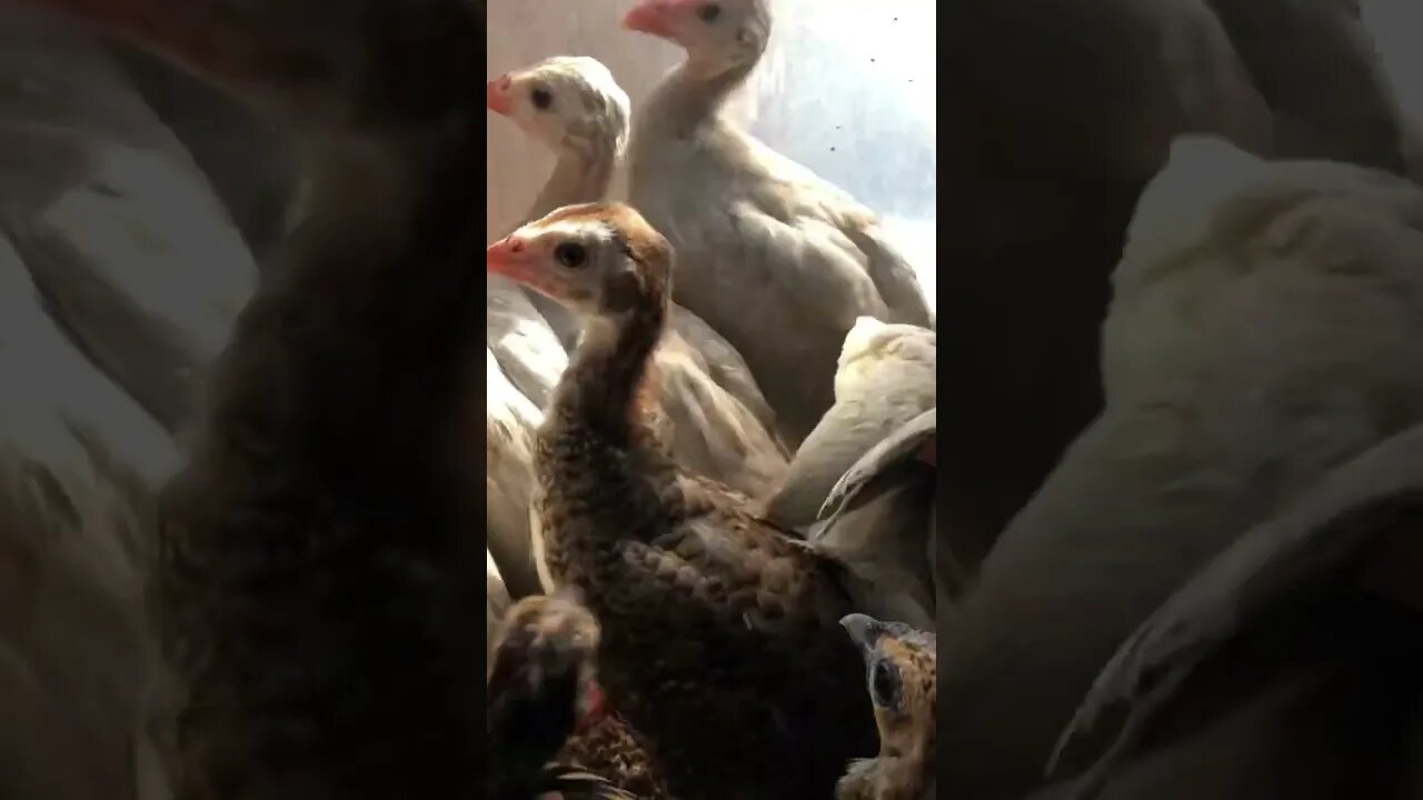 Four week old guinea fowl keets