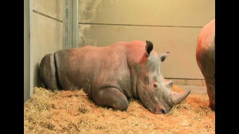 Rhinos Taught English
