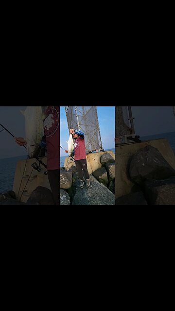 FAT GIANT spanish mackerel!WOW 😍