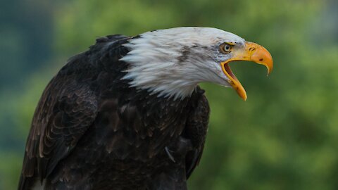 BALD EAGLE - Animals For Kids - Know The Animal