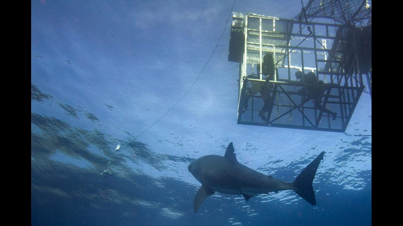 Fatal Shark Attack in Mogadishu, Somalia