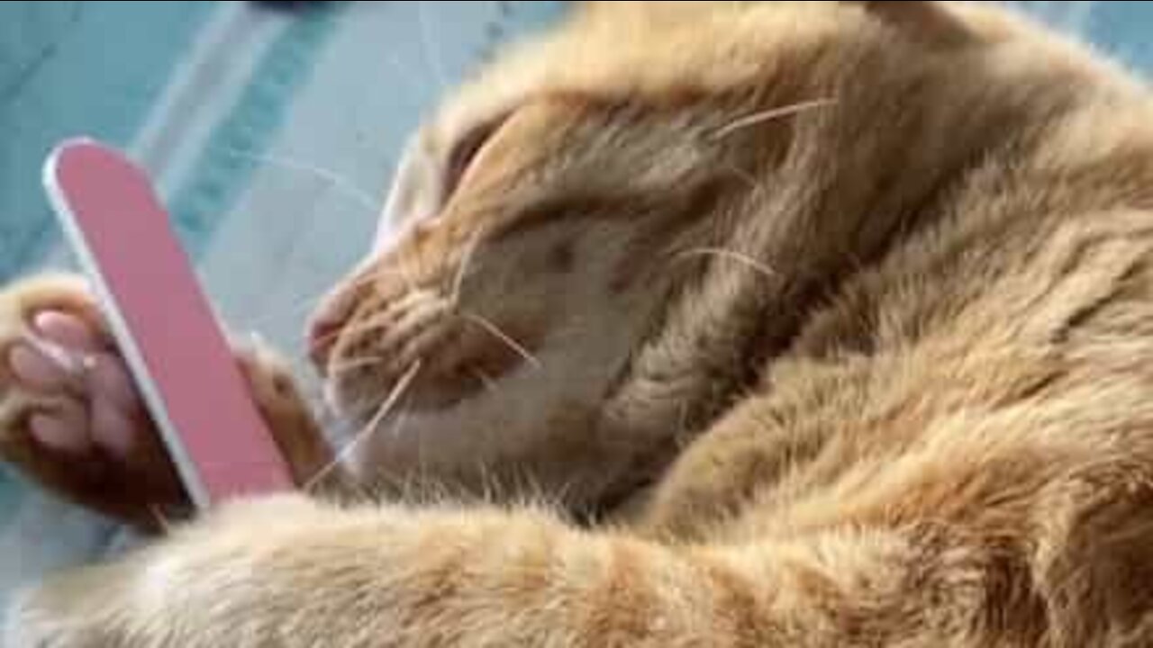 Feline falls in love with owner's nail file