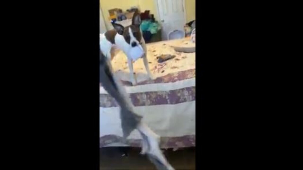 What happened to the sock Princess?