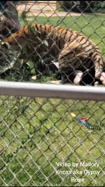 Man attacked by Tiger