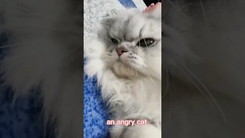 🐱Cutest Cats🐱So angry