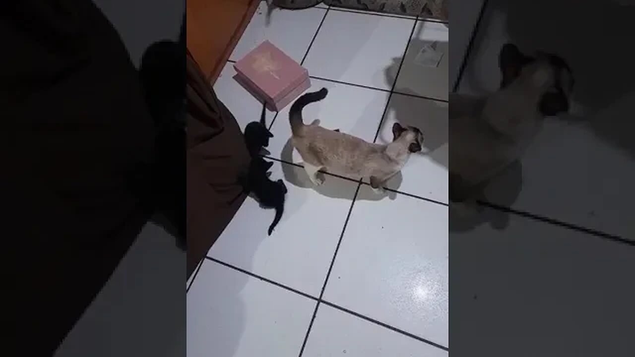 mamãe gato assistindo a bagunça dos seus gatinhos #shorts