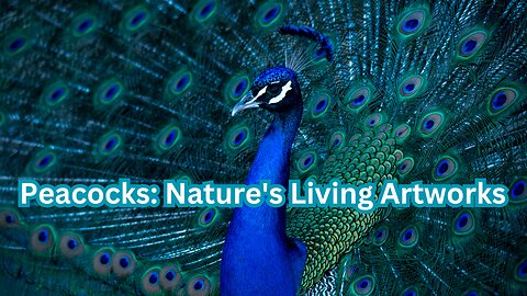 Peacocks: Nature's Living Artworks