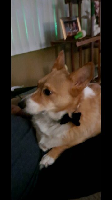 Best friend is a corgi