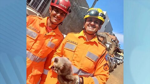 Foi em Manhuaçu: Bombeiros realizam salvamento de filhote de gato em risco.