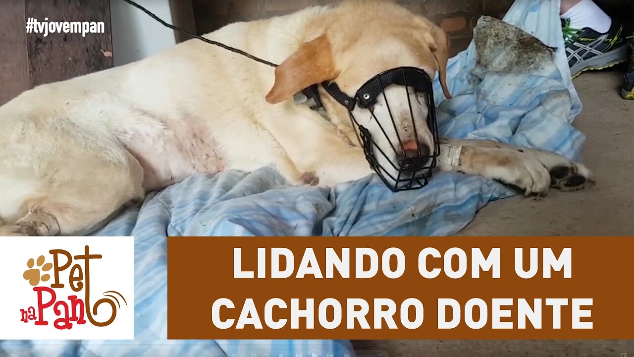 Pet Na Pan #24 - Lidando com um cachorro doente