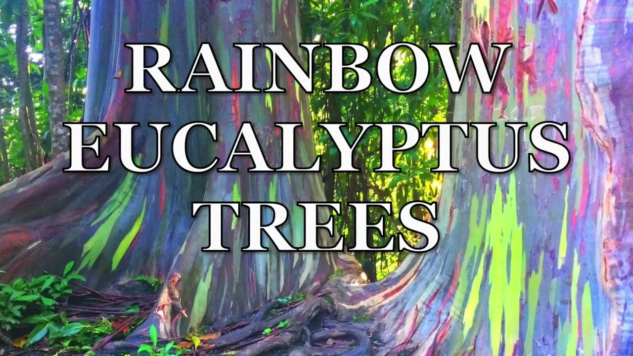 Most colourful tree in the world (rainbow eucalyptus)￼