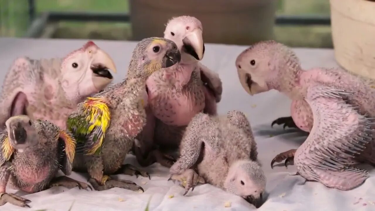 Parrot Birth Our Child all' Family's is Parrot #naturefuture