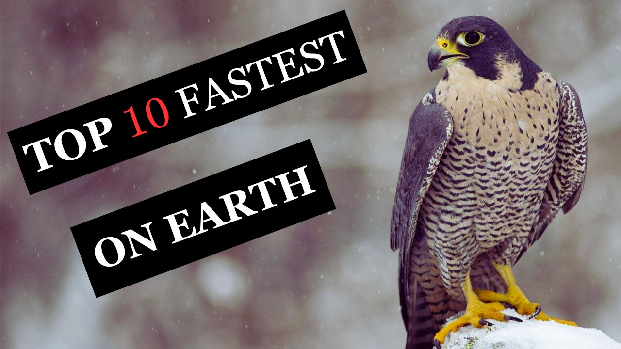 The TOP 10 Fastest Animals in the World