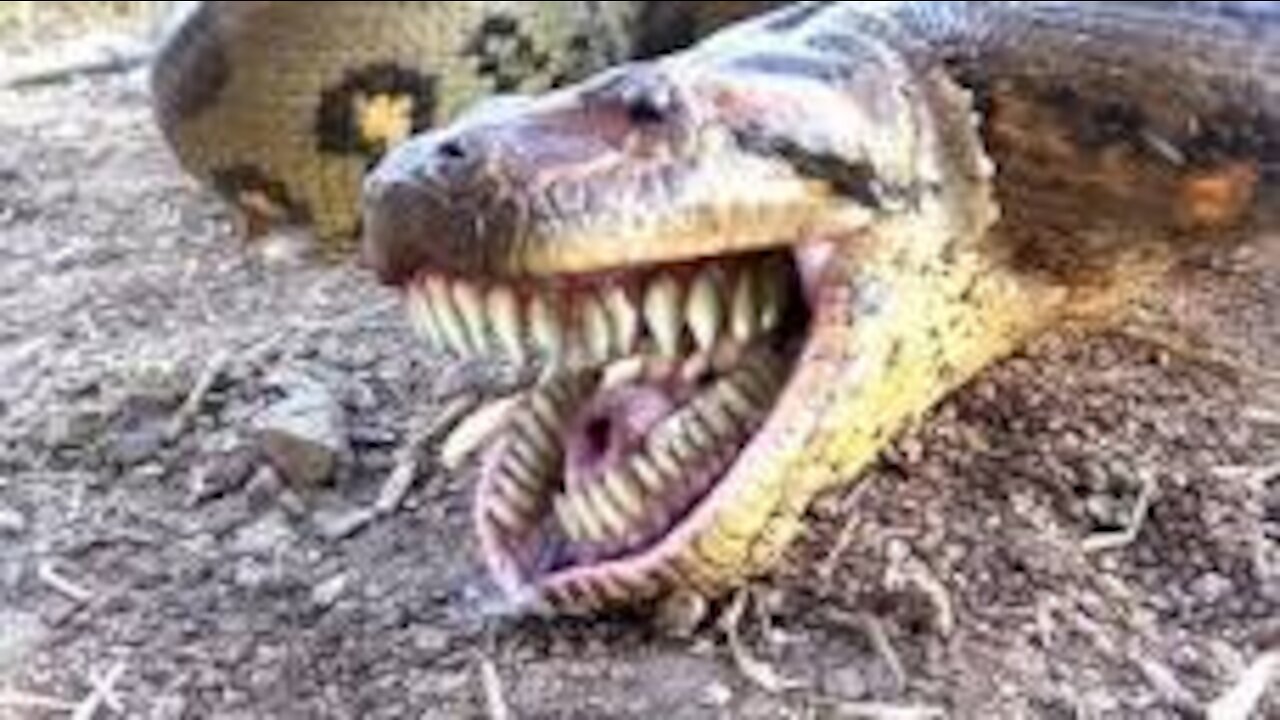 :_Sleeping_Meet_Giant_Anaconda_Python_Underground_Crack_-_Skills_Catch_Big_Python