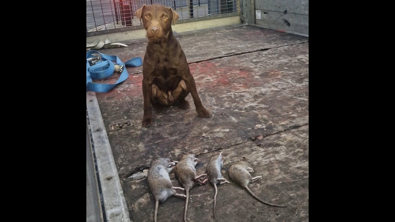 ratting with terriers