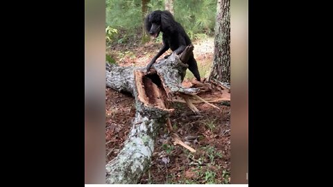 Poodle tries to rip tree apart to find raccoons