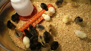 New chicks starting their 2nd week of life.