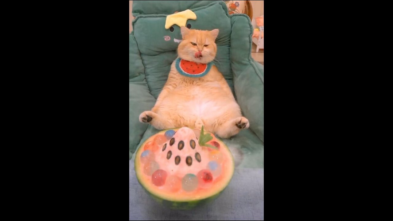 I wish I had a cat like this