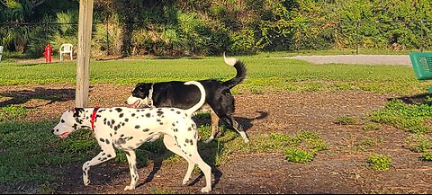 Luna at Wickham Dog Park Melbourne FL Space X Launch