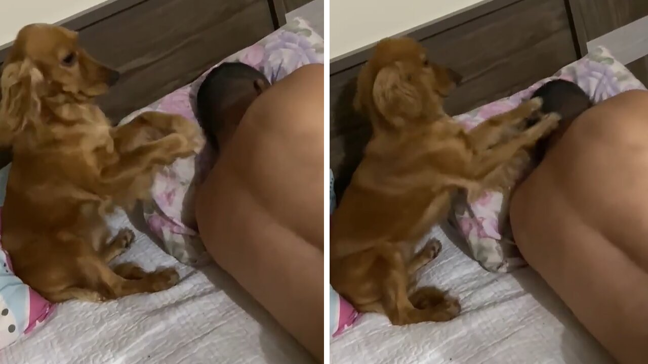 Determined pup does everything possible to wake up owner