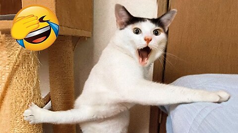 Crazy cats and dogs | Funniest Animals New Funny Videos 2024