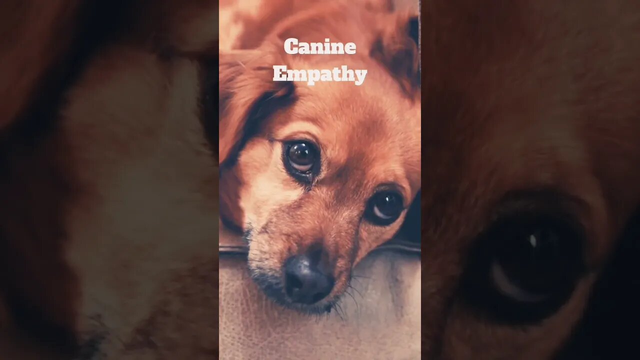 Canine Empathy #shorts #dog