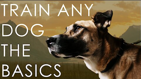 Dog Training - How to Train any dog the Basics