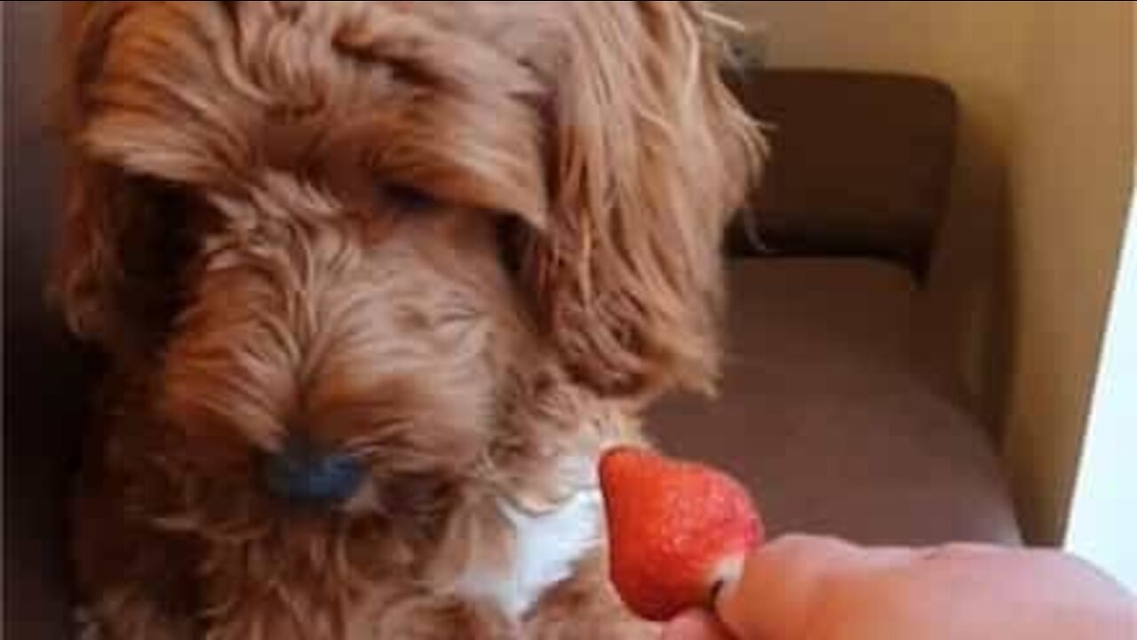 Dog shakes its head like a person after refusing snack