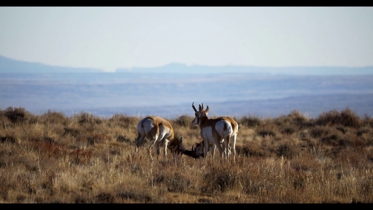 Pronghorn Antelope