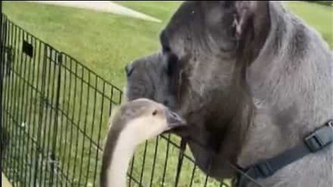 Dog and goose form unbelievable close bond