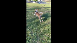 Geyser found himself a good stick