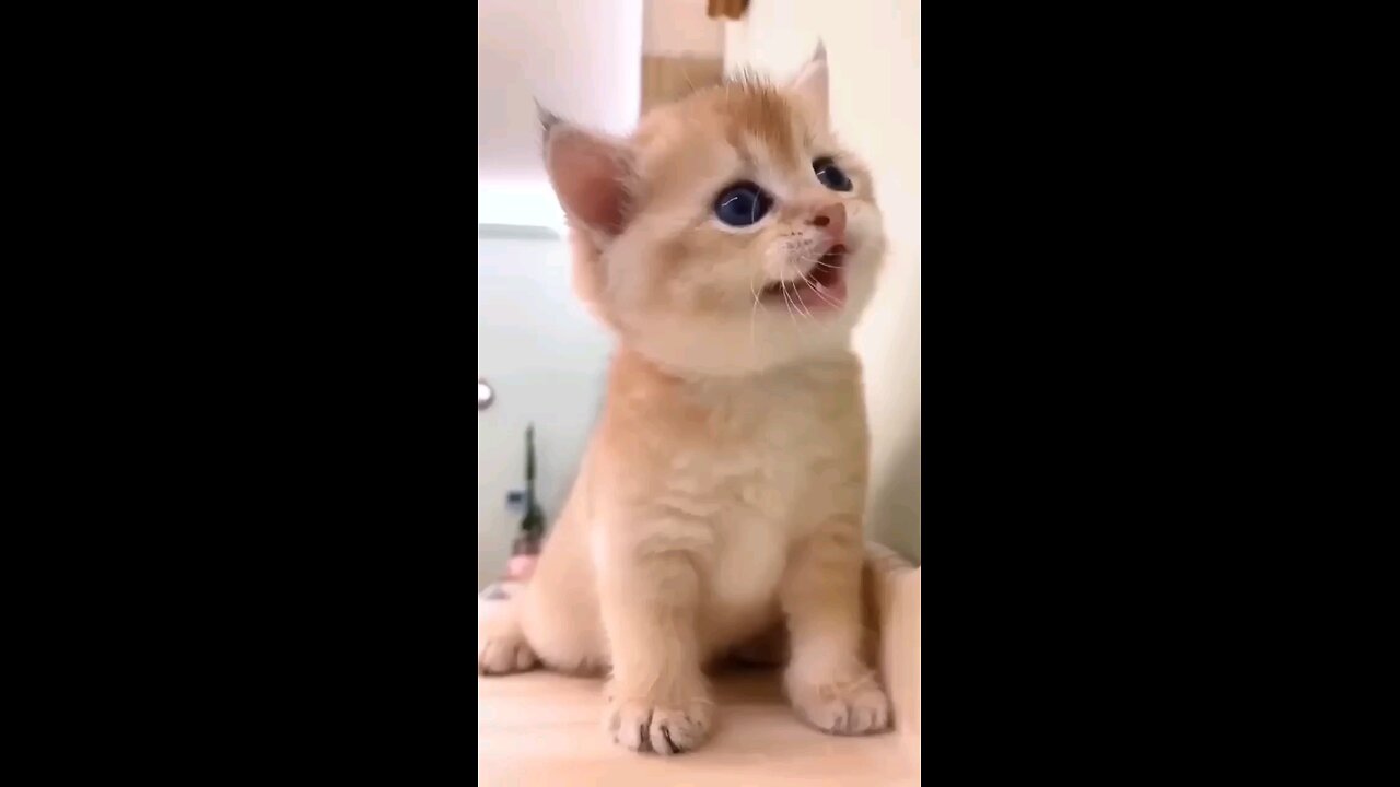 wow cute cat 🐈