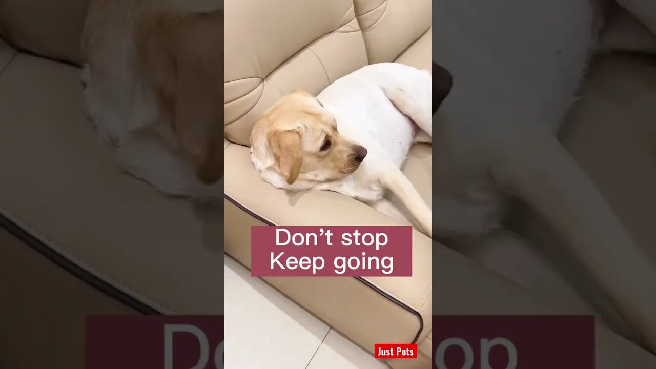 Keep going #cute #tiktok #funnyanimals #funnyvideos #dog