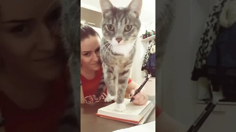 #shorts Смешные Коты Из Тик Тока 215 Funny Cats From Tiktok