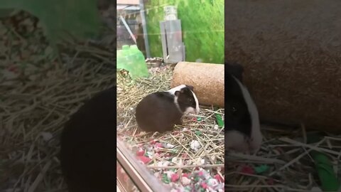PETSMART IS A ZOO FOR POOR PEOPLE! 🤣